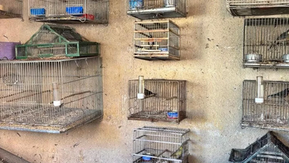 Rescataron casi 100 aves exóticas: estaban en cautiverio en casas de Santa Rosa de Calamuchita