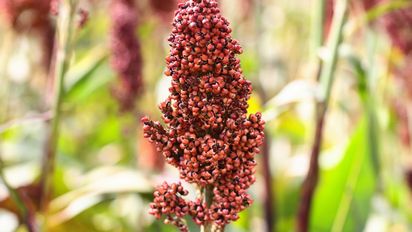 La campaña de sorgo  termina con menores rindes que los esperados