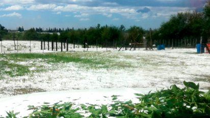 Granizo provocó daños en sembradíos