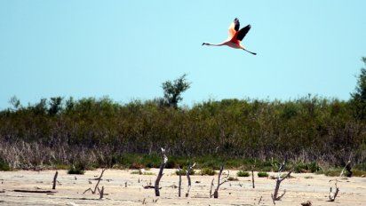 Agredieron a inspectores del Parque Nacional Ansenuza al constatar un desmonte: el campo es de un riocuartense