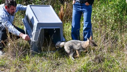 Liberaron 57 ejemplares de fauna silvestre en Córdoba