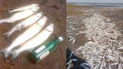 Preocupación por la muerte de miles de peces en una laguna de Serrano