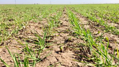 Por la sequía y los costos, anticipan que habrá menos maíz y más soja
