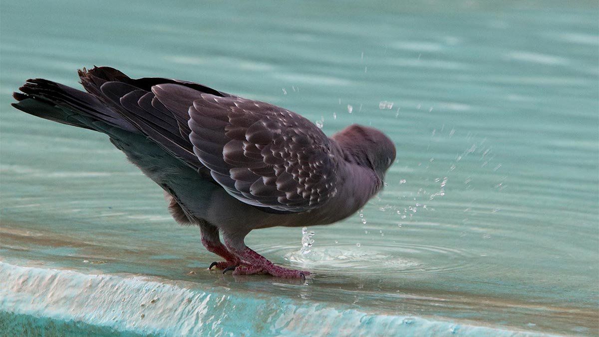 Las palomas buscan refresco en la fuente de Plaza Roca.