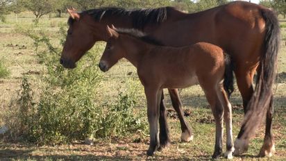 Promueven la adopción responsable de más de 40 equinos rescatados
