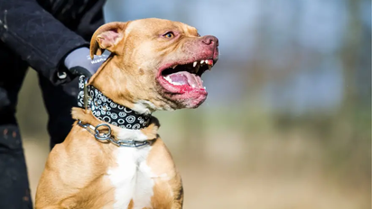 Una nena de dos años sufrió graves heridas tras ser atacada por un pitbull en San Francisco