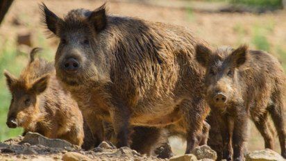 El jabalí, una problemática en alza para el ambiente y la biodiversidad