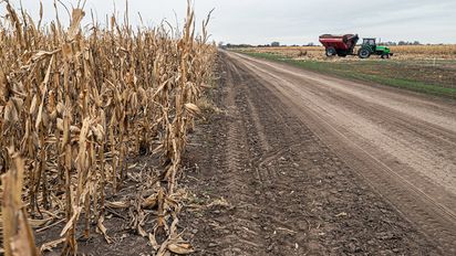 Sorpresa en el maíz: la producción sería de 51 millones de toneladas