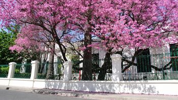 Ahora sí se palpita la primavera: desde hoy vuelven los días con 20 grados