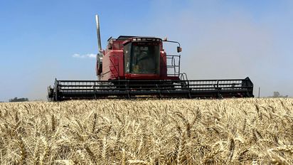 Aunque le faltaron lluvias, el trigo tendrá una gran cosecha este año