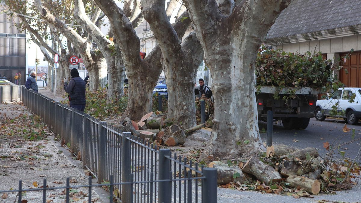 La poda de árboles llegó a la zona del Palacio de Mójica.