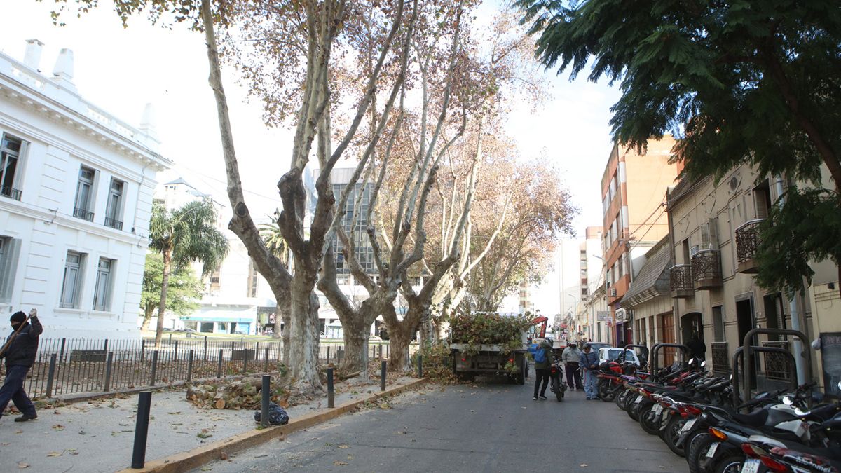 Las tareas son desarrollados por la Secretaría de Servicios Públicos.