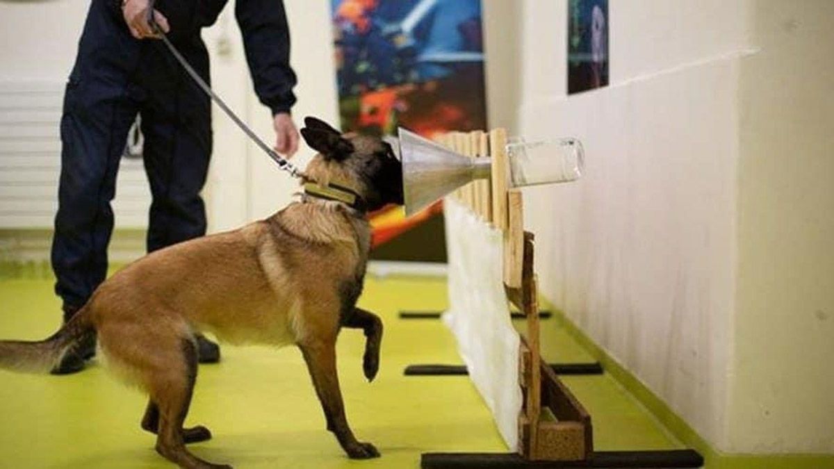 En Francia ya comenzaron los entrenamientos con perros para detectar portadores del virus.
