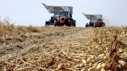 El sector manisero reclama una solución urgente a la falta de gasoil