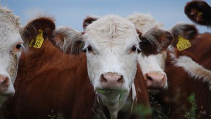 Analizan métodos de control contra la garrapata común del bovino