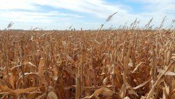 El maíz es el cultivo que mejores condiciones presenta en la zona