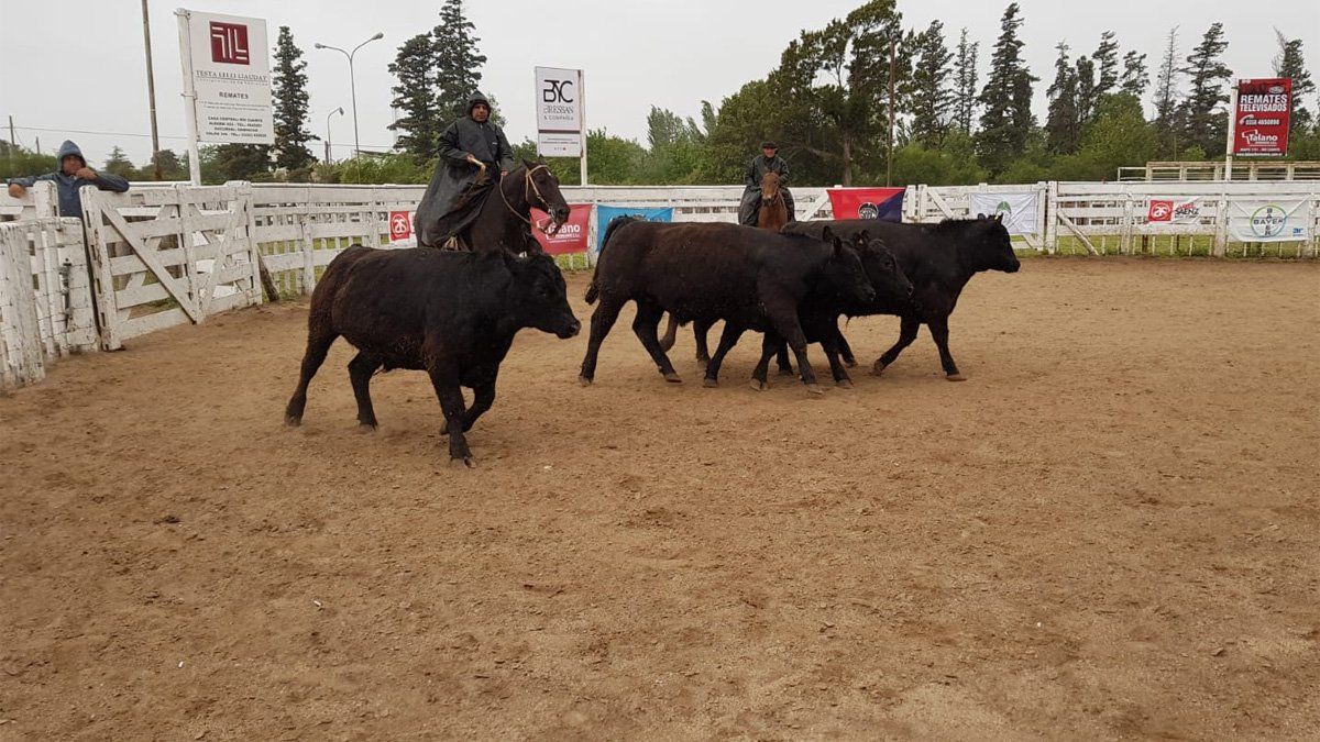 En la pista central hubo remate de novillos en el primer día de la Rural.