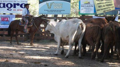 Pequeños productores ganaderos tienen su propio remate-feria