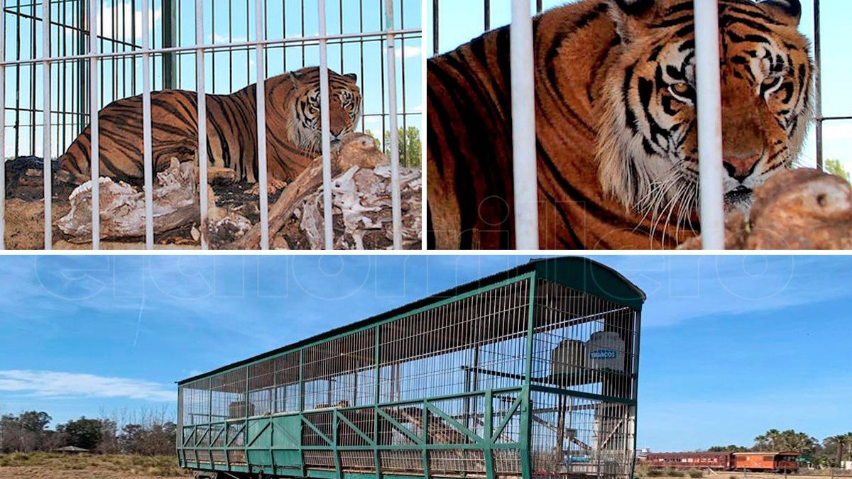 Los tigres llevan 15 años encerrados