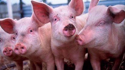 Peste Porcina Africana: nuevas medidas de prevención