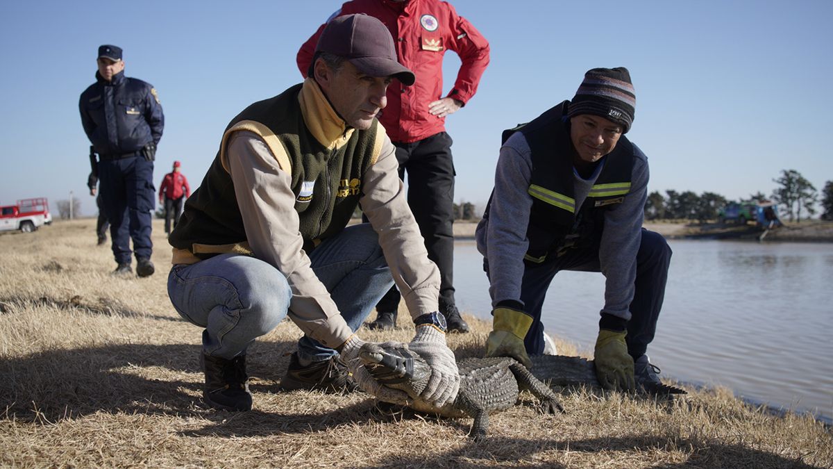 El reptil fue capturado y será trasladado a la reserva de Casa Grande para su análisis sanitario. 