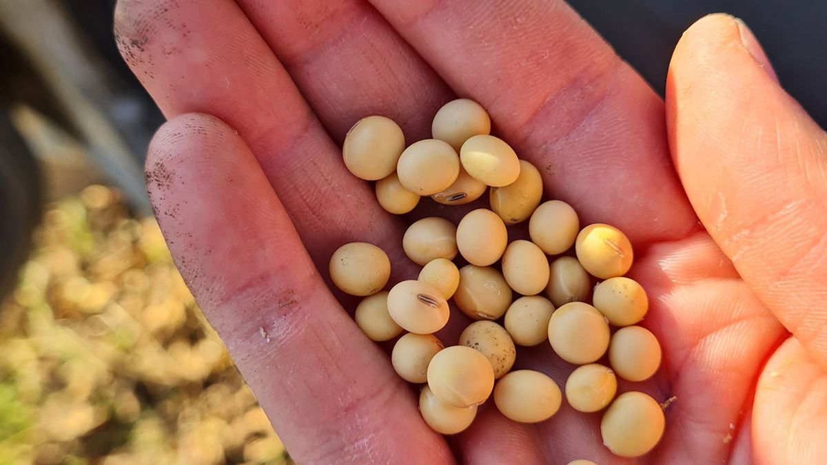 La soja vuelve a subir fuerte en Chicago y supera los US$ 630 la tonelada