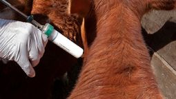 aftosa: para la academia veterinaria, no es buena idea dejar de vacunar