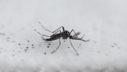 Tras una nueva semana sin casos de dengue, cierran el periodo de brote en la provincia