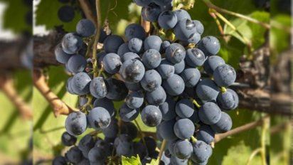 El INTA estimó los costos de producción de vid para vinificar