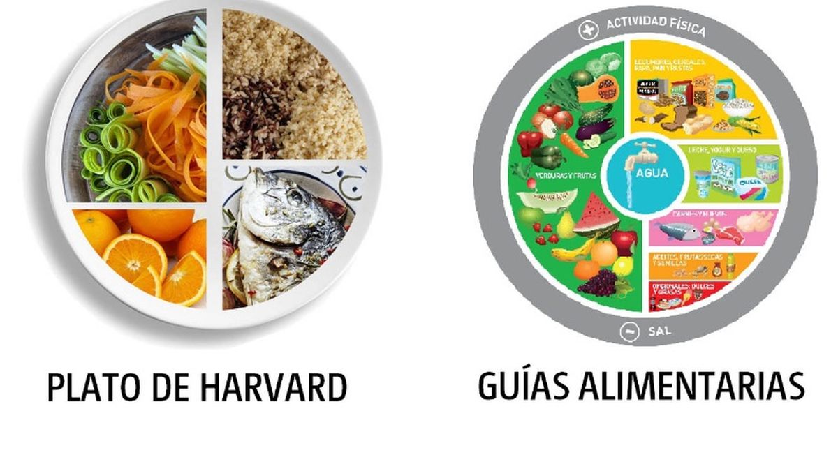 Día mundial de la alimentación: cuáles son los esenciales en un plato  ideal, según expertos de Harvard - Infobae