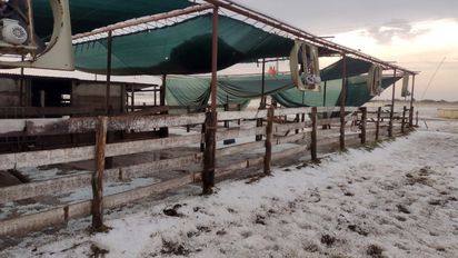 De la sequía al granizo: ponen en jaque la continuidad de varios tambos en la zona
