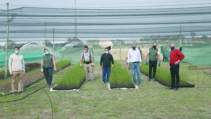 El Vivero Regional Enred recibió 50.000 árboles para forestar la región