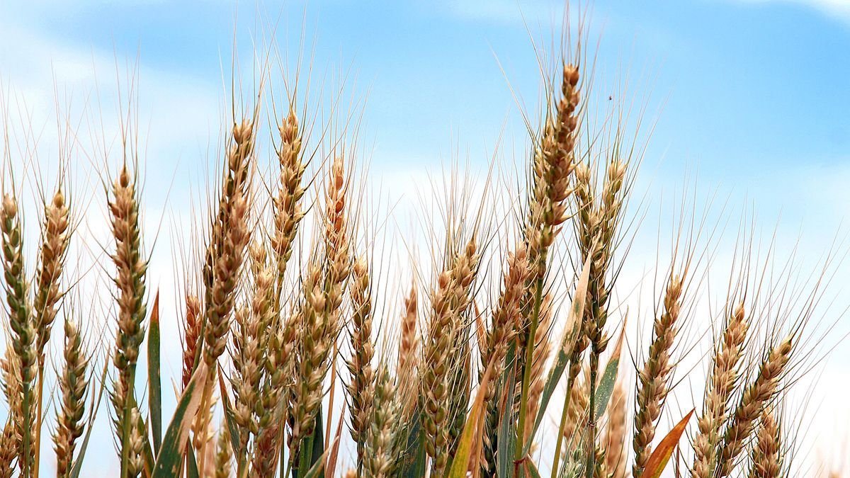 La suba de los precios internacionales del trigo
