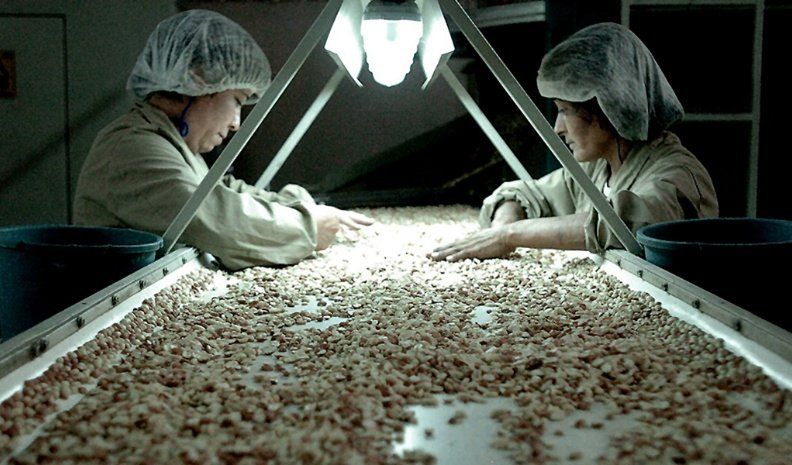 La cadena del maní genera mucha mano de obra desde el cultivo hasta los productos finales.