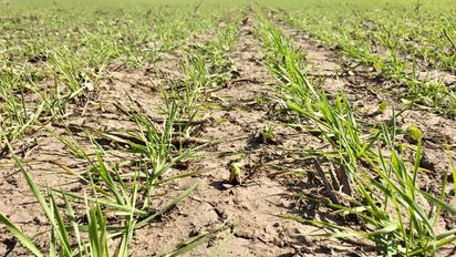 Por la sequía, habría 6,5 millones de toneladas menos de trigo este año
