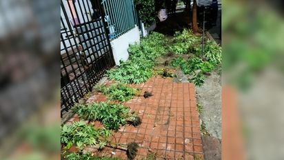 Tras una discusión, denunció a su novio por tener plantas de marihuana: los dos fueron detenidos