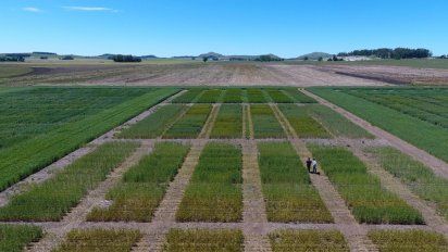 Un biofertilizante que aumenta el rendimiento del trigo