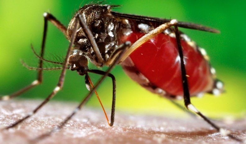 Confirmaron 5 nuevos casos de dengue en Córdoba