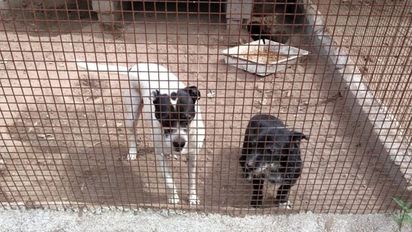 Huinca: por el frío lanzan campaña por  un hogar para las mascotas del refugio