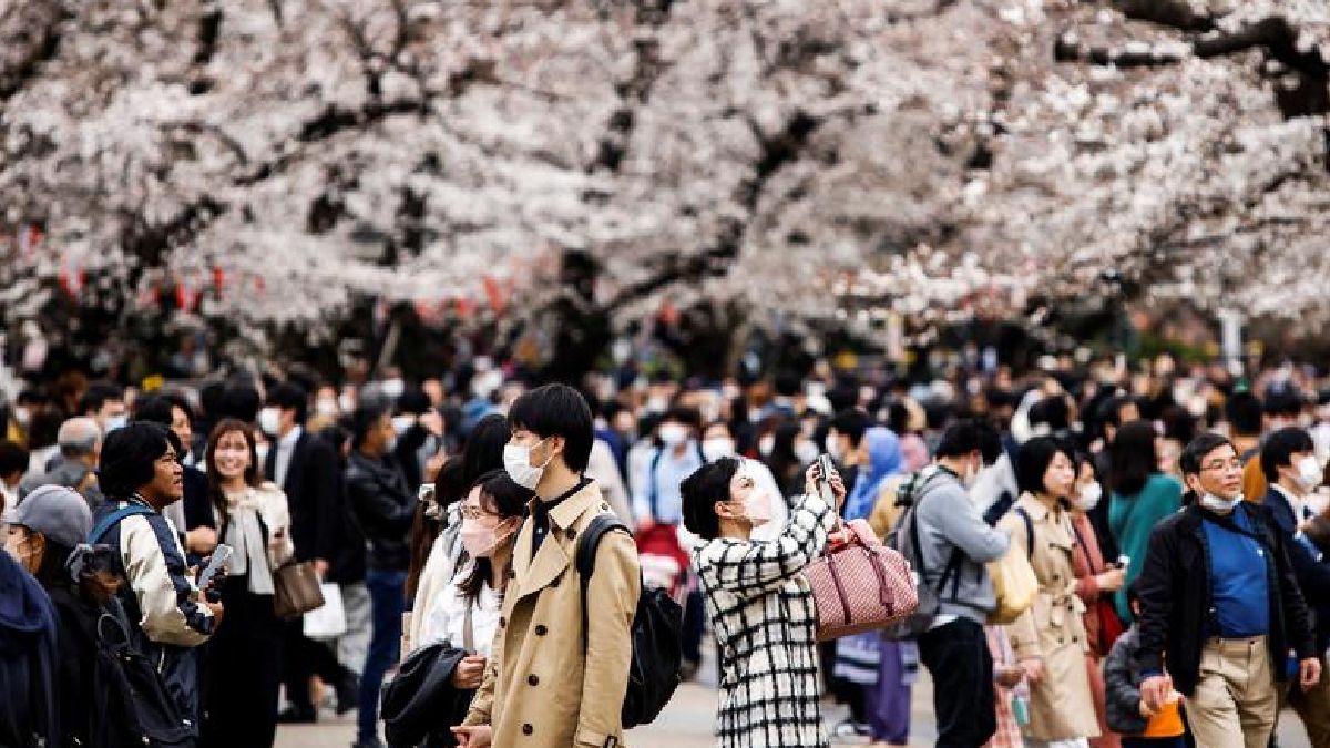Japón: La floración máxima de los cerezos llegó a la capital del paísasiático el miércoles último