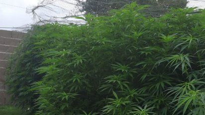 Allanaron por un robo y detectaron plantas de marihuana en el patio de una casa en Alberdi