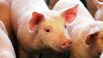 En medio de luces de alarma, la producción porcina fue récord