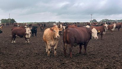 Los feedlots, con viento de cola: en pleno llenado y buena rentabilidad