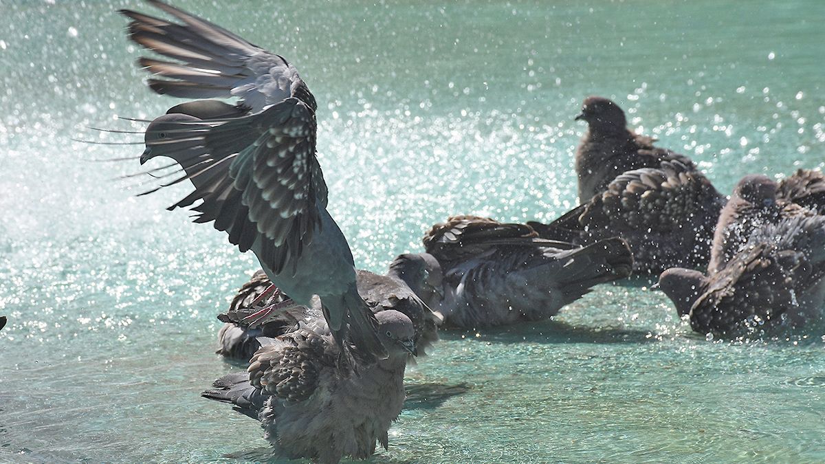 En la fuente de la plaza Roca