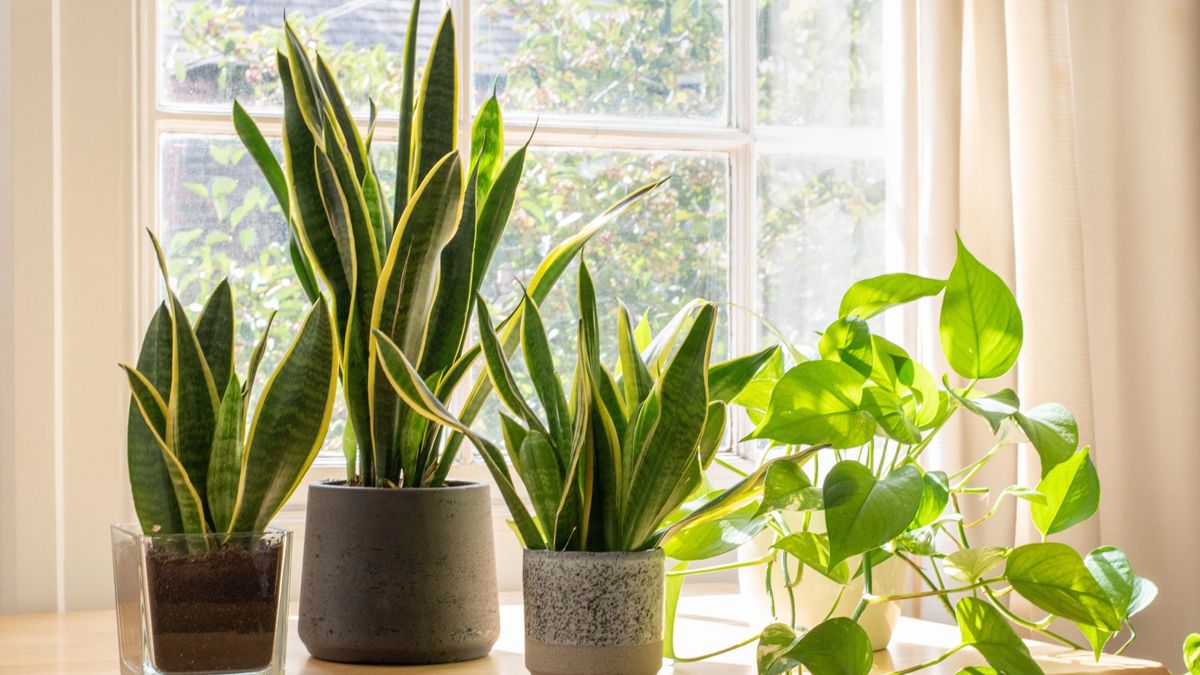 Cinco plantas que ayudan a bajar la temperatura interior