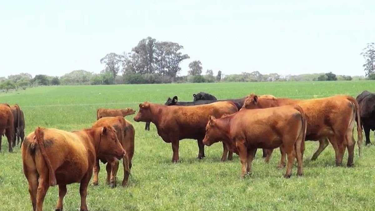 Se trabaja en innovaciones tecnológicas para determinar los índices reproductivos en bovinos.