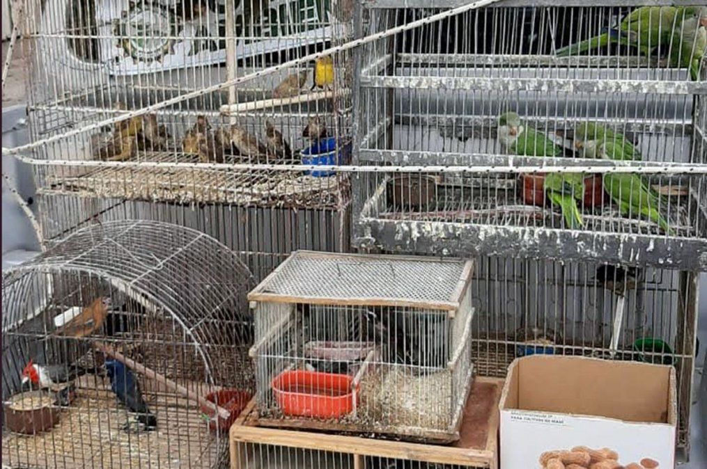 Rescate de aves en una forrajería: meses atrás, Policía Ambiental ya había secuestrado 160 ejemplares
