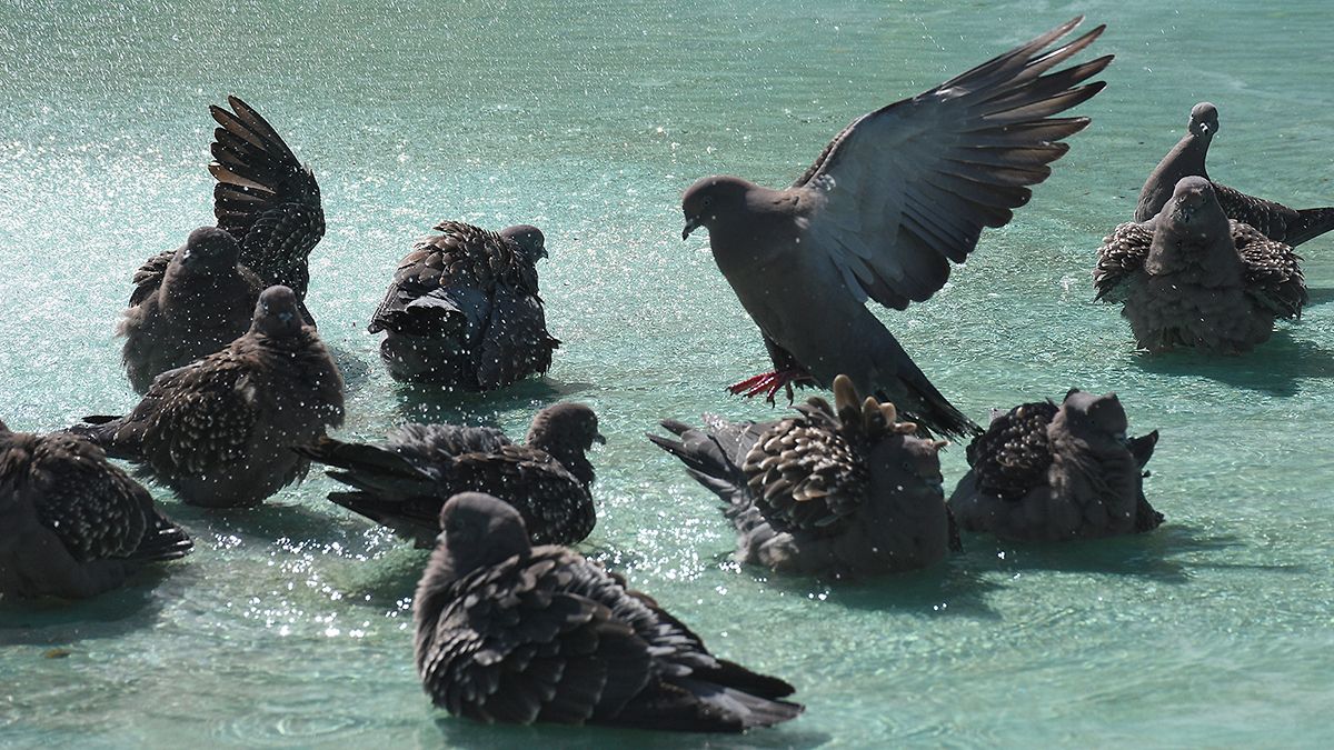 En la fuente de la plaza Roca