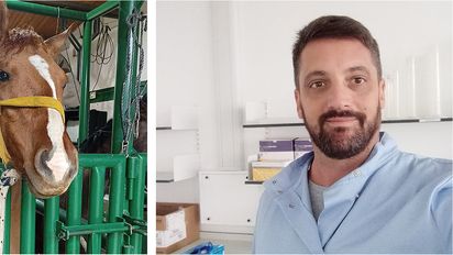 Desarrollan probióticos para prevenir la infertilidad en equinos