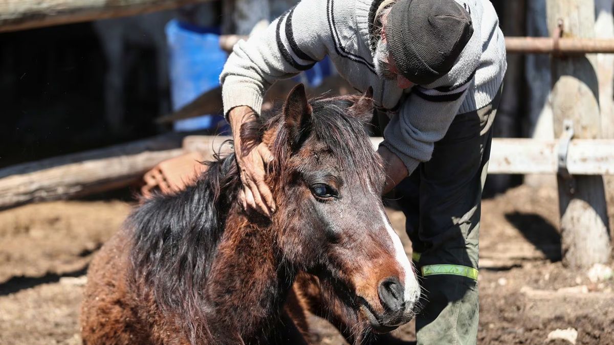 Confirman Primer Brote De Encefalomielitis Equina En Neuquén